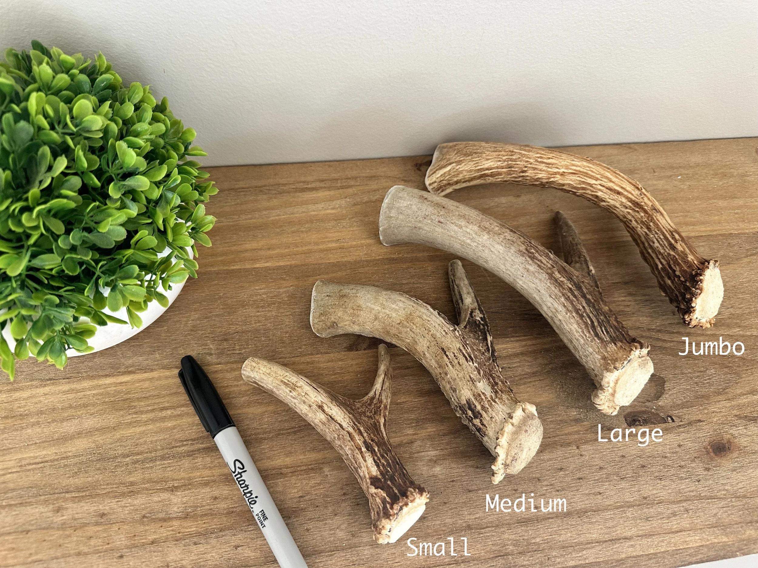 Deer Antler | Dog Chews | Antler Base Pieces | All Sizes | Small